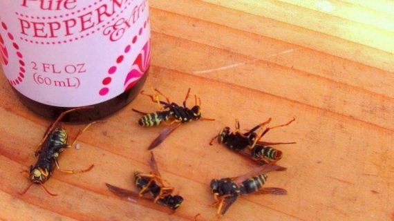 01-Effective-Ways-To-Have-A-Wasp-Free-Summer