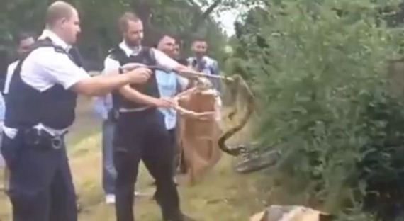 Police called to children’s playground after parents spotted two boa