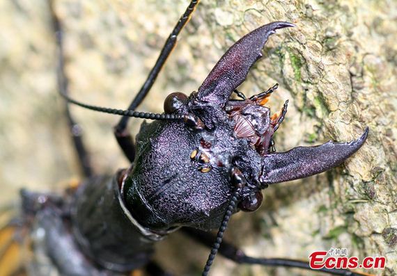 World’s Largest — And Most Gross — Aquatic Insect Discovered In China