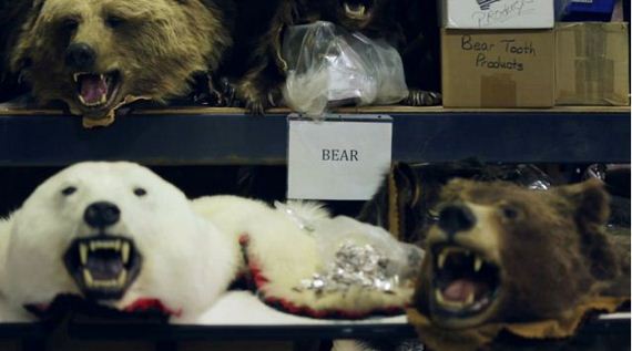 This Warehouse Holds All Illegal Wildlife Goods Confiscated In The US