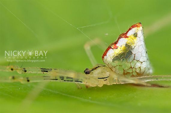 Don’t Let These Gorgeous Spiders Fool You. They Are, In Fact, Still Spiders.