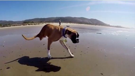 Nothing Will Inspire You Quite Like Duncan The Two-Legged Pup.