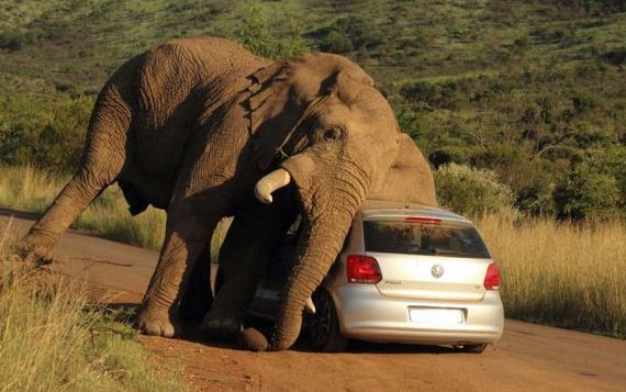 This Itchy Elephant Found The Best Scratching Post: A VW Hatchback.