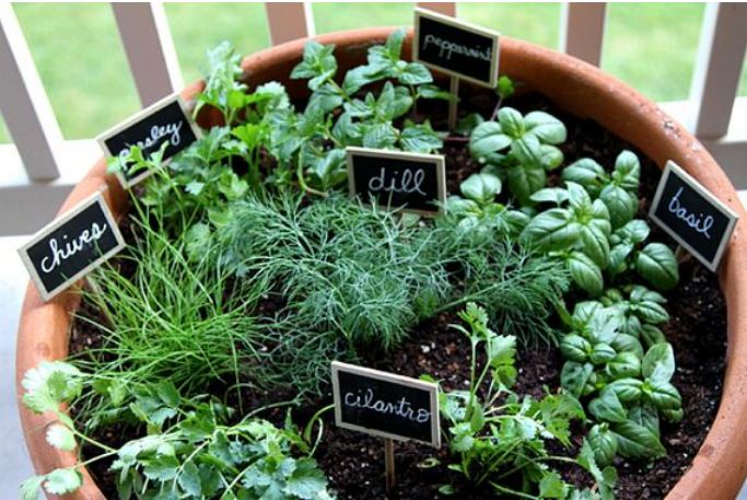 Amazing Indoor Herb Gardens