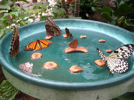10-butterfly-feeder