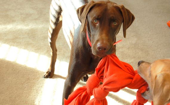 Awesome Dog Toys You Can Make From Things Around the House