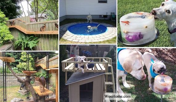 DIY Backyard Projects and Tips for Your Pets