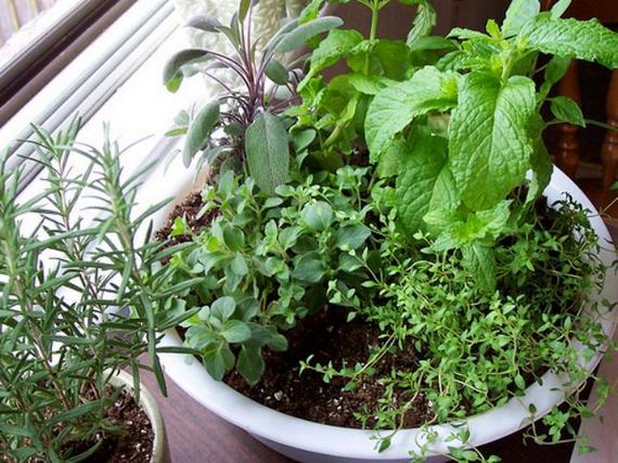 12-Indoor-Herb-Garden