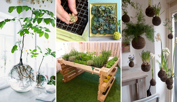 Amazing Ideas to Display Your Indoor Mini Garden