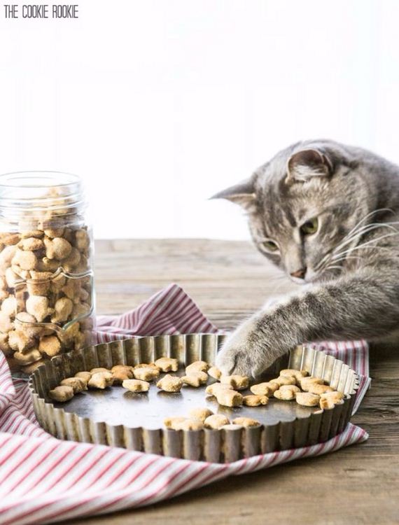 DIY Pet Recipes for Cats and Dogs