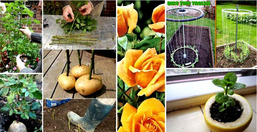 Cool Gardening Tricks Tutorials