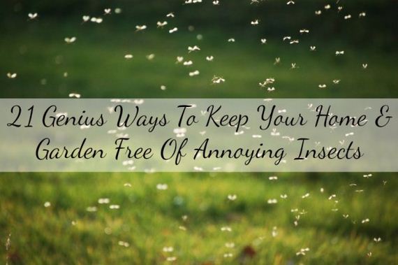 Keep Your Home & Garden Free Of Annoying Insects