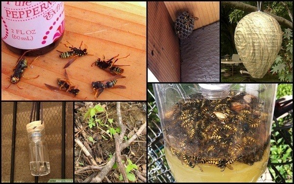 How To Have A Wasp Free Summer