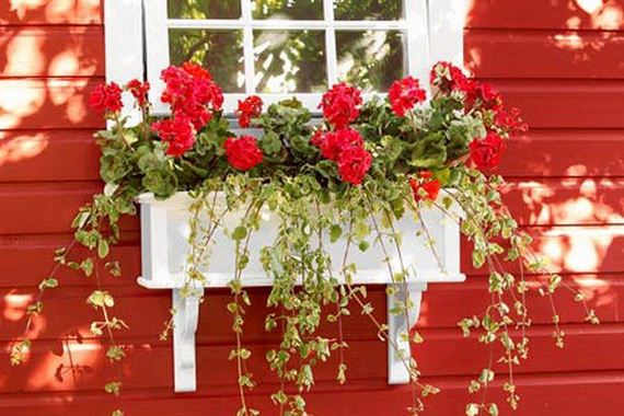 Unique Window Boxes