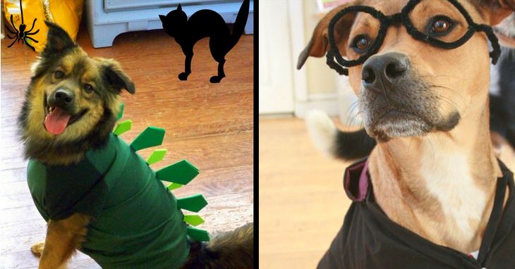 20+ Cool and Adorable DIY Pet Costume Ideas for Halloween