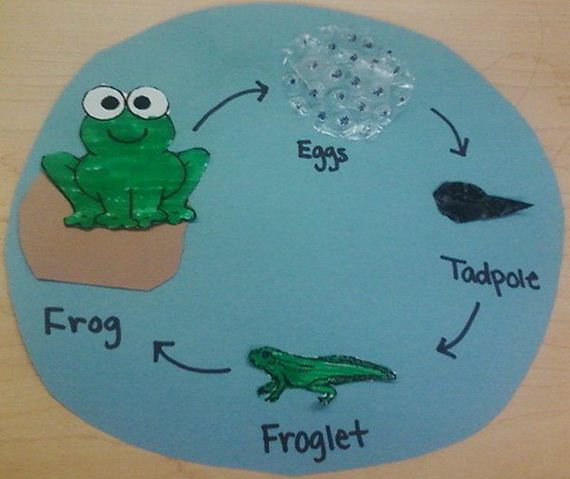 Amazing Life Cycle Projects for Kids