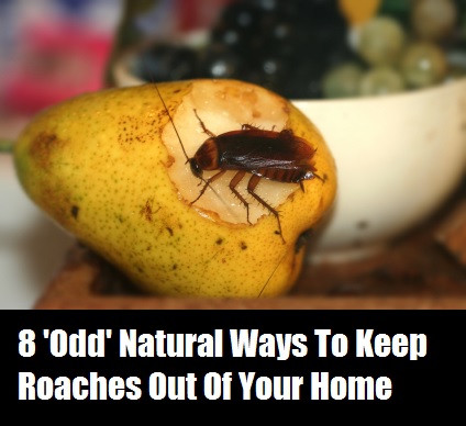Weird Natural Ways To Get Rid Of Roaches
