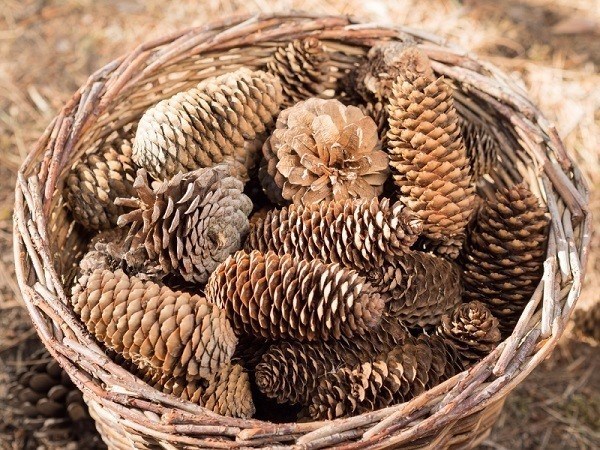 Coll Stuff To Make With Pine Cones