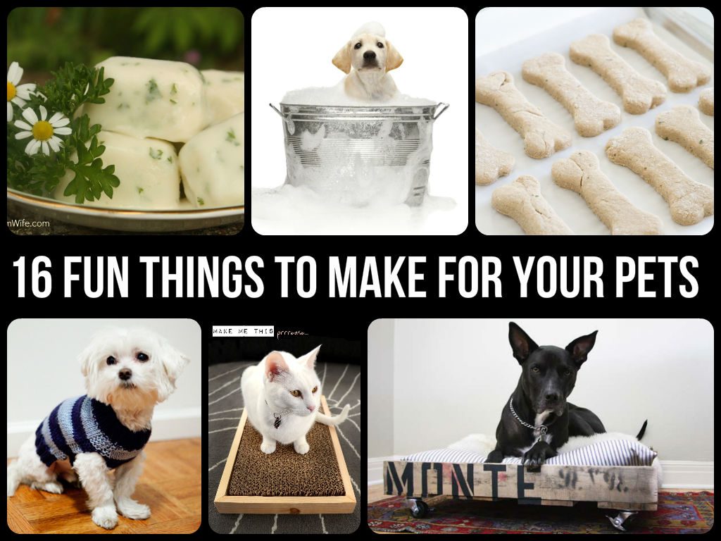 Cool And Fun Things To Make For Your Pets