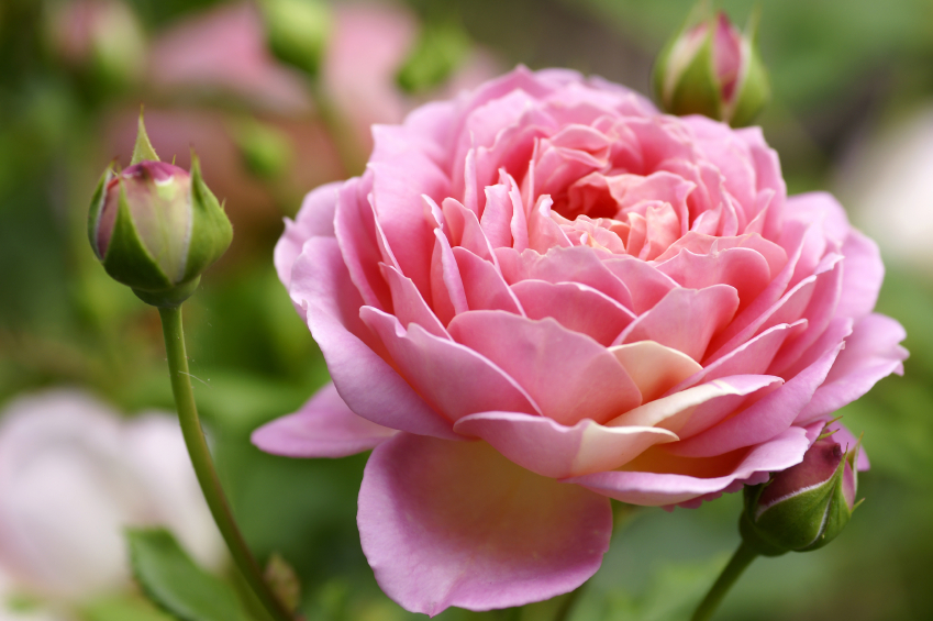 The Most Beautiful Roses That Will Make Your Neighbors Jealous