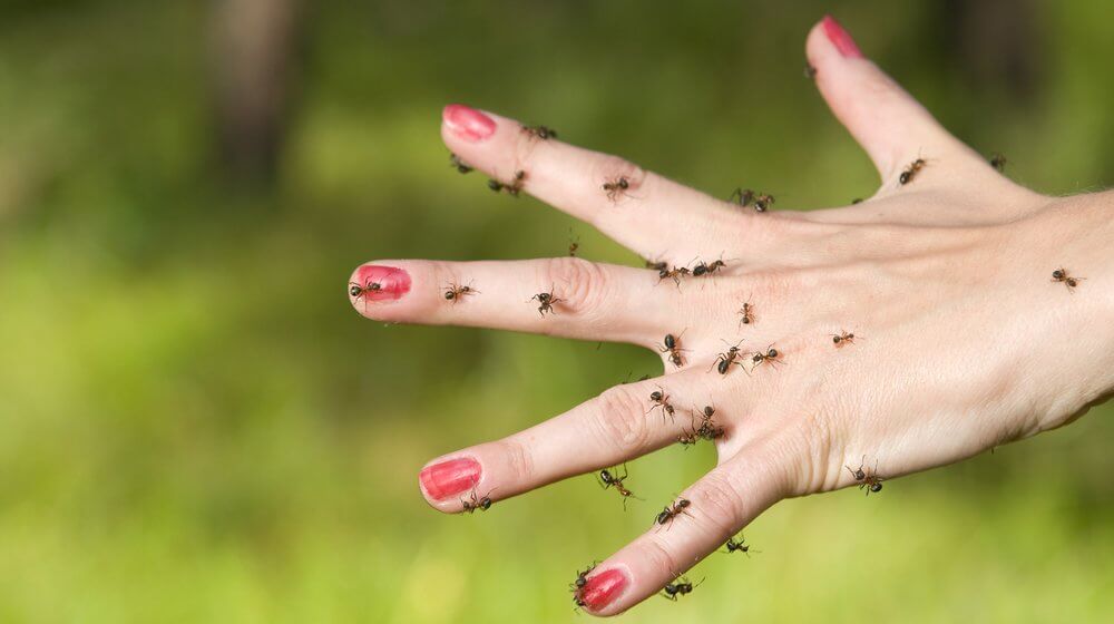 Remove Ants Fast With These Simple Tricks
