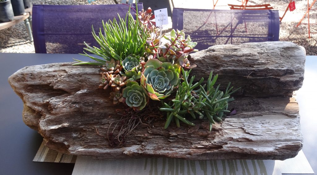 14 Awesome DIY Succulent Gardens