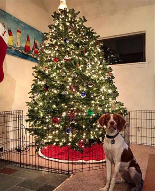 15+ Amazing Ideas to Protect Your Christmas Tree From Your Pets