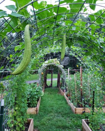 15+ Amazing Garden Trellis Ideas