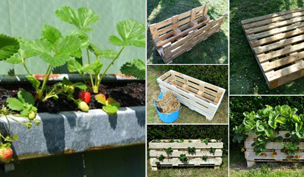 Unique DIY Ideas For Growing Strawberries