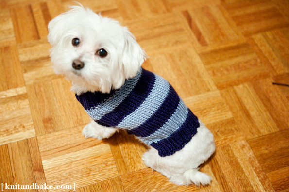 8 Cute DIY Outfits for Your Beloved Dog