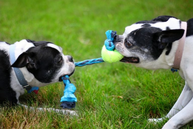 35 Homemade Dog Toys for Endless Fun